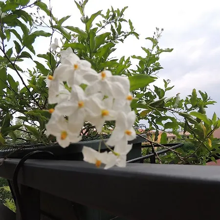 I Ciclamini