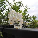 I Ciclamini